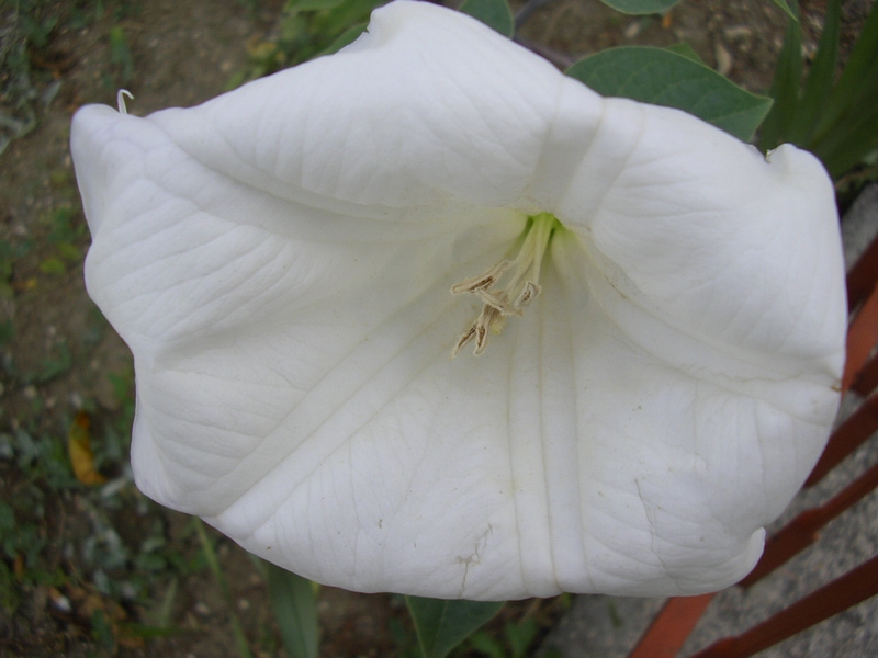 Datura innoxia / Stramonio metello, Noce metella